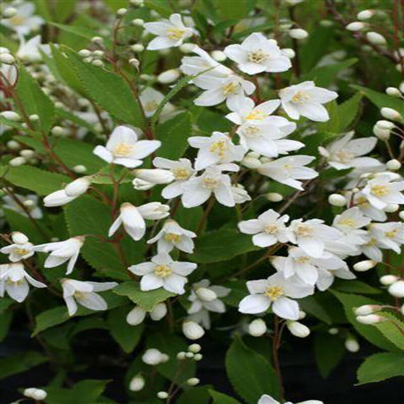 Deutzia gracilis Nikko