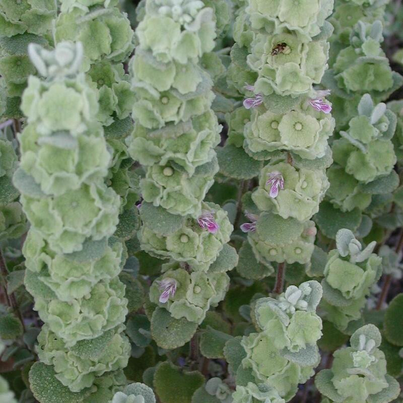 Ballota hirsuta - Ballote hirsute