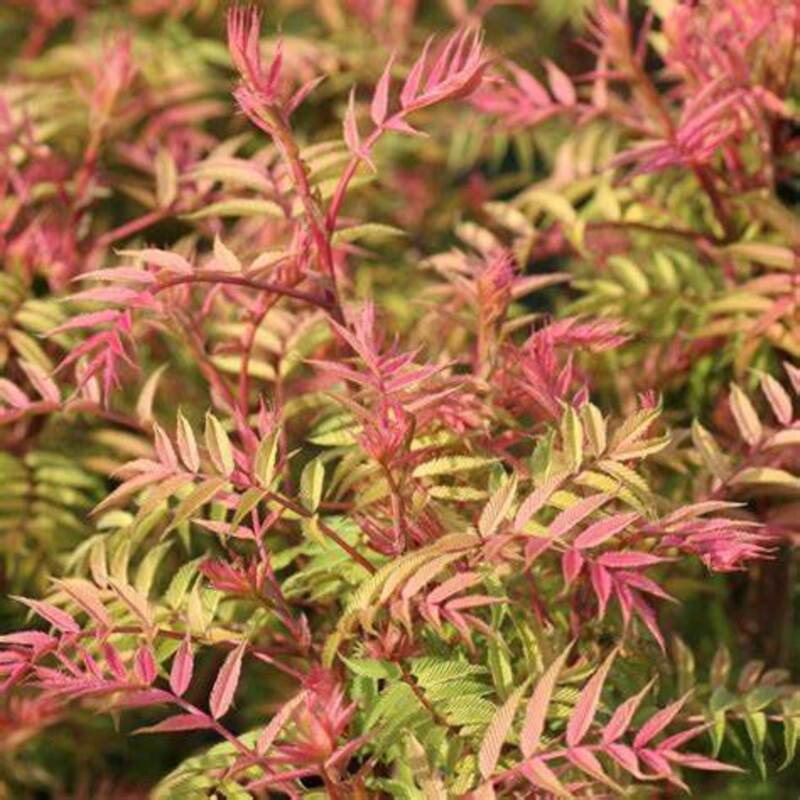 Sorbaria sorbifolia Sem- Fausse spirée à feuilles de sorbier