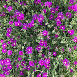 Delosperma cooperi - Pourpier de Cooper