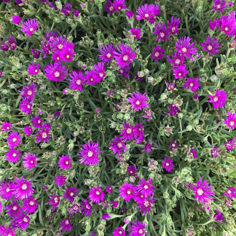 Delosperma cooperi - Pourpier de Cooper