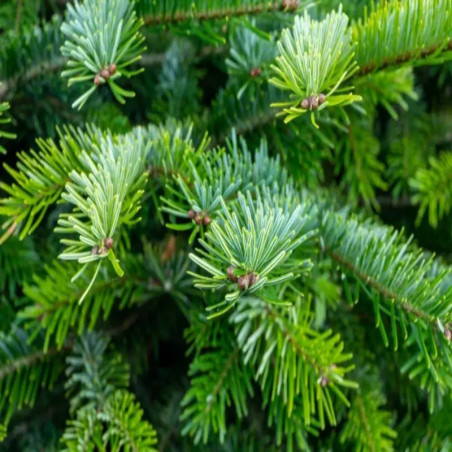 Abies nordmanniana - Sapin de Nordmann