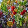 Arbustus unedo - Arbousier - Arbre a fraise