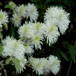 Fothergilla major - Grand Fothergilla
