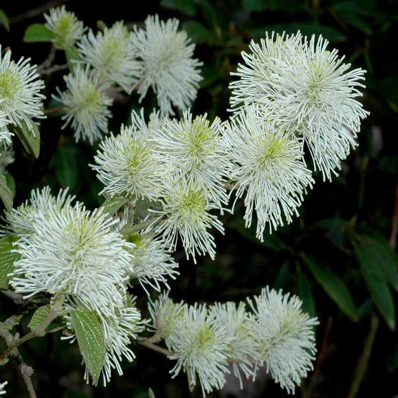 Fothergilla major - Grand Fothergilla