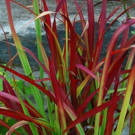 Imperata cylindrica Red Baron