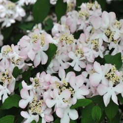 Viorne - Viburnum nudum Pink Beauty