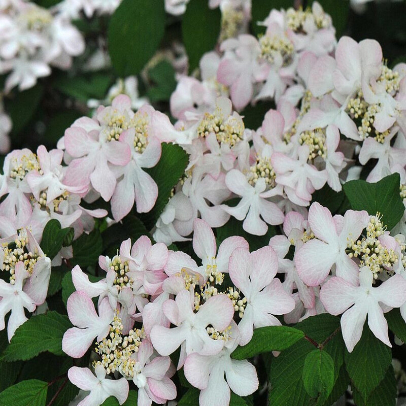 Viorne - Viburnum nudum Pink Beauty