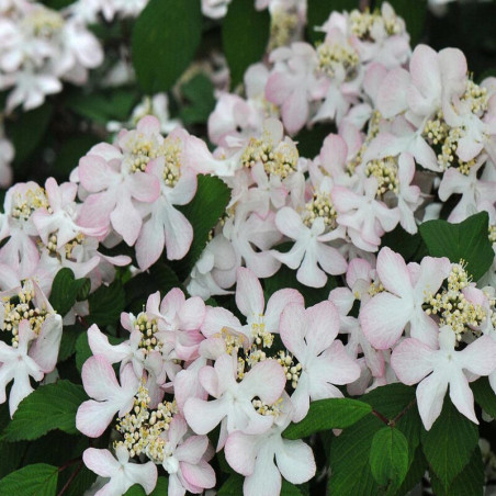 Viorne - Viburnum nudum Pink Beauty