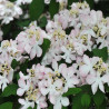 Viorne - Viburnum nudum Pink Beauty