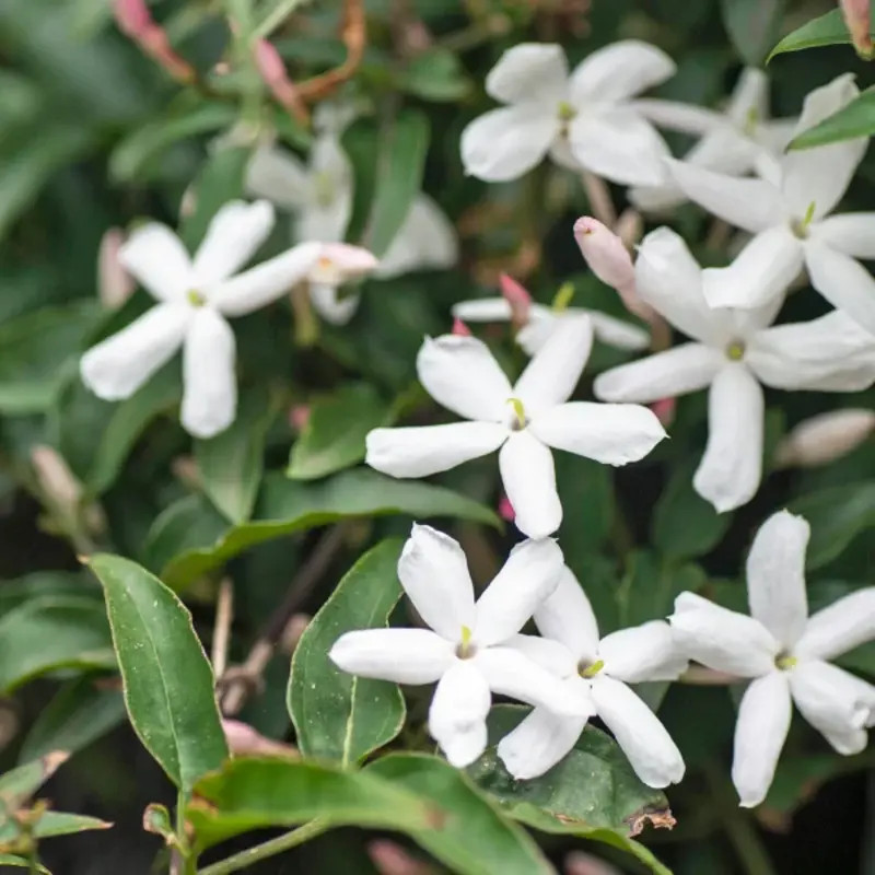 Trachelospermum jasminoides - Jasmin étoilé