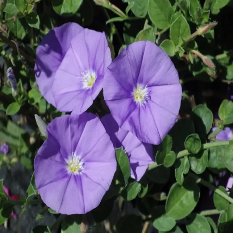 Convolvulus Mauritanicus, Le Liseron De Mauritanie