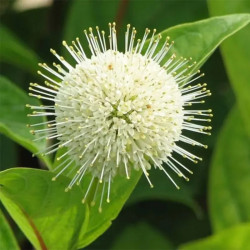 Cephalanthus occidentalis - Bois-bouton