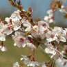 Le Prunus incisa Kojo-No-Mai - cerisier à fleurs nain du japo