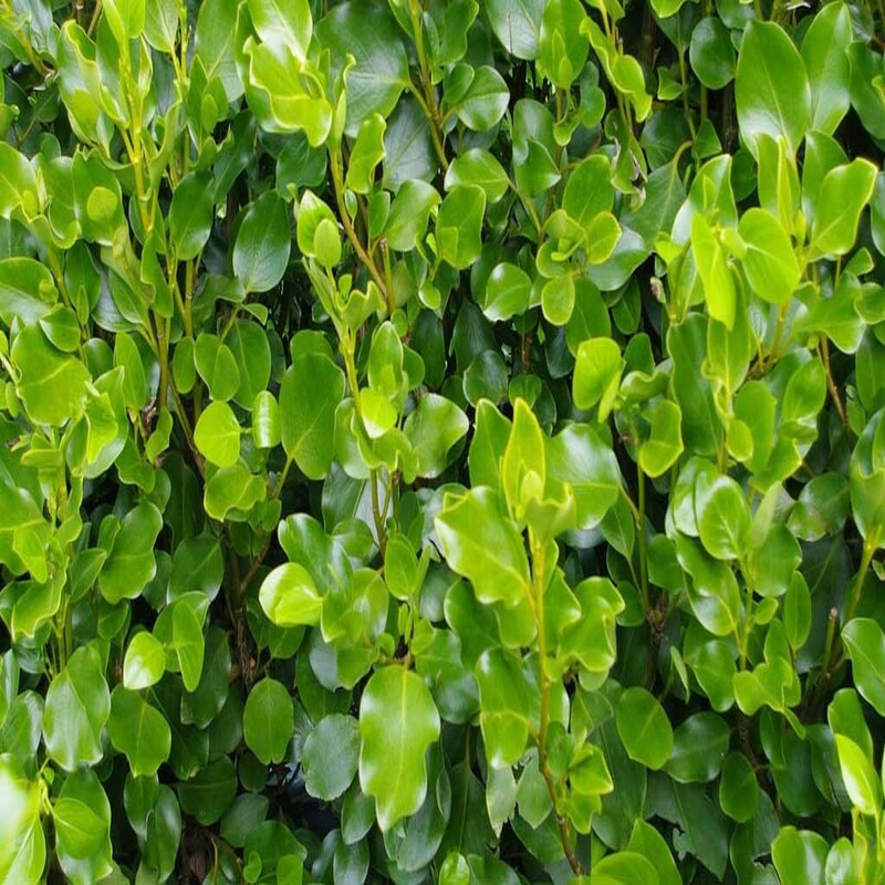 Griselinia littoralis - Griséline du littoral - Griselinie de Nouvelle-Zélande