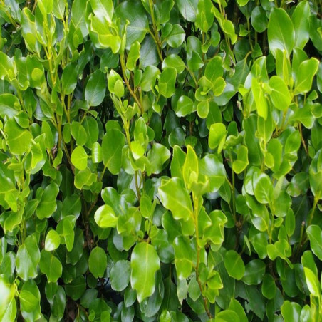 Griselinia littoralis - Griséline du littoral - Griselinie de Nouvelle-Zélande