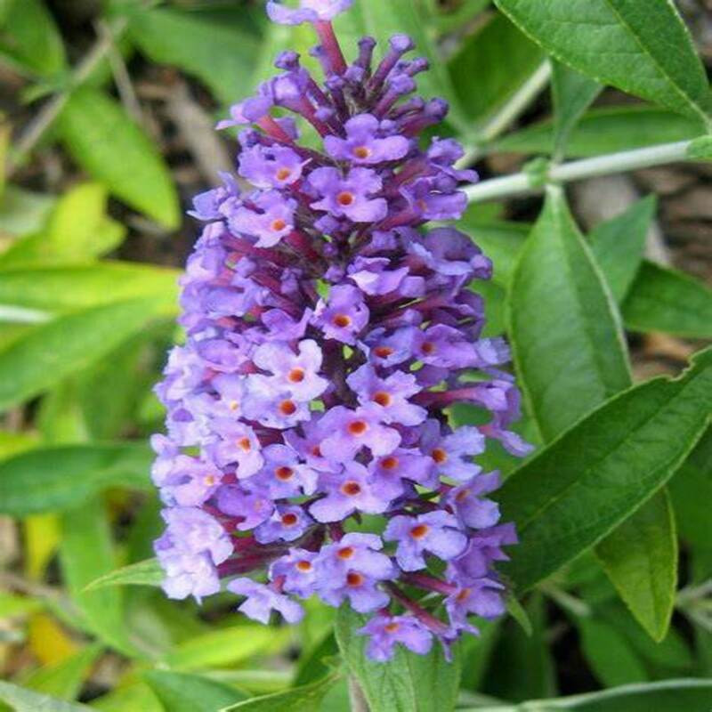 Buddleja Flutterby Peace - Arbre aux papillons
