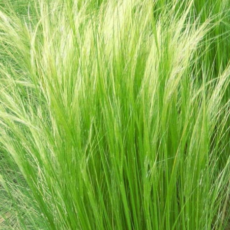Stipa tenuifolia - Cheveux d'ange Pony Tails