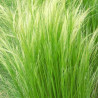 Stipa tenuifolia - Cheveux d'ange Pony Tails