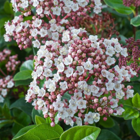 Viburnum tinus Lisarose - Laurier-tin rose