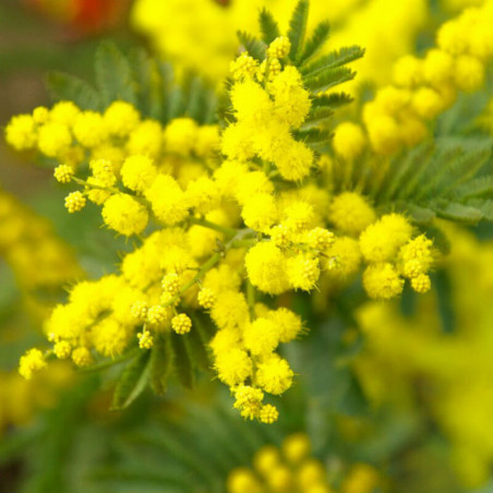 Mimosa d'hivers - Acacia dealbata