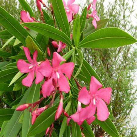 Laurier rose Italia - Nerium oleander