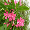 Laurier rose Italia - Nerium oleander