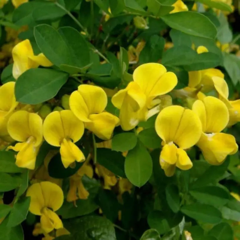 Coronilla Emerus - Hippocrepis emerus