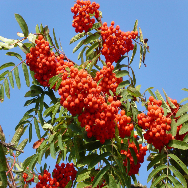 Sorbus aucuparia - Sorbier des oiseleurs