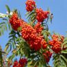 Sorbus aucuparia - Sorbier des oiseleurs
