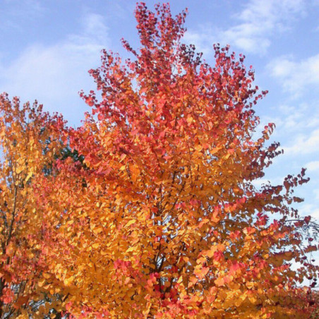 Arbre à caramel - Cercidiphyllum japonicum