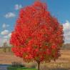 Érable rouge - Acer rubrum October Glory