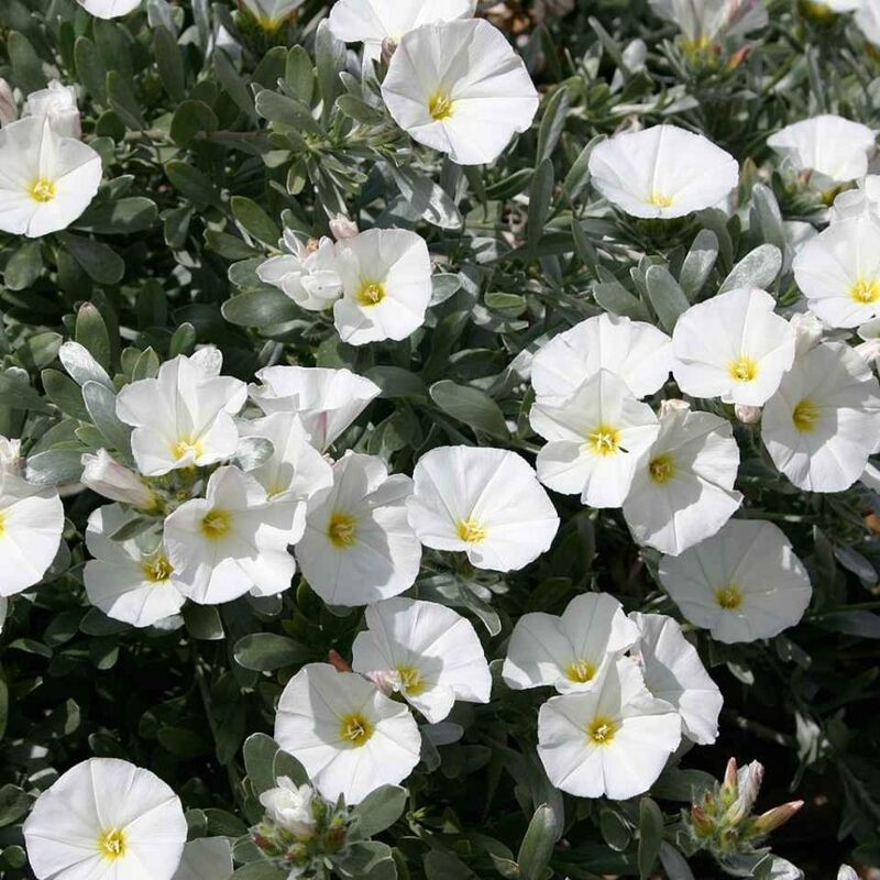 Convolvulus cneorum - Liseron argenté