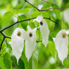 Davidia involucrata - Arbre aux mouchoirs