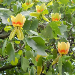 Liriodendron Tulipifera - Tulipier de Virginie