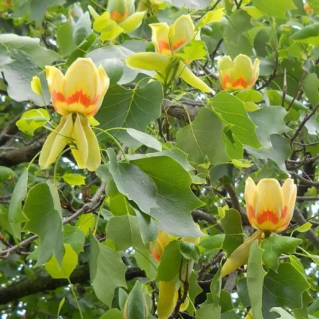 Liriodendron Tulipifera - Tulipier de Virginie